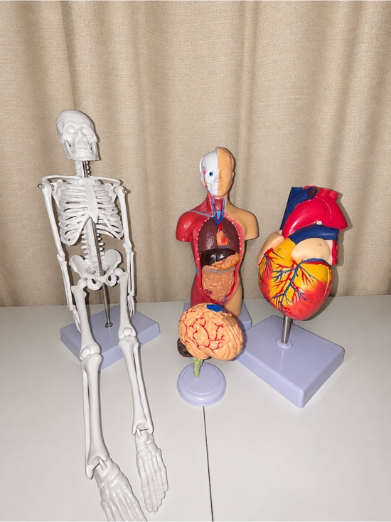 Other - Anatomical Model Set - Multicolor Home Art Display